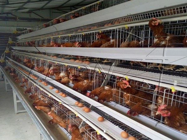 A layer cage2
