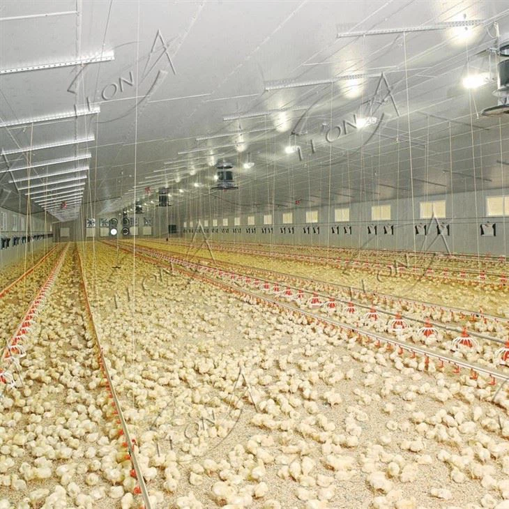 Broiler Chicken Raising System