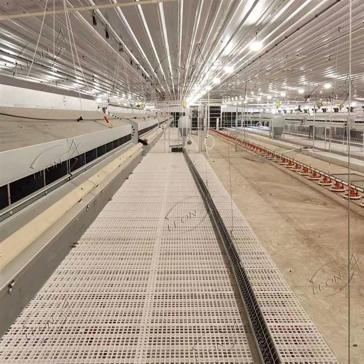 Broiler Parent Stock Chain Feeding Line System For Breeder Broiler Parent Stock Chain Feeding Line System For Breeder
