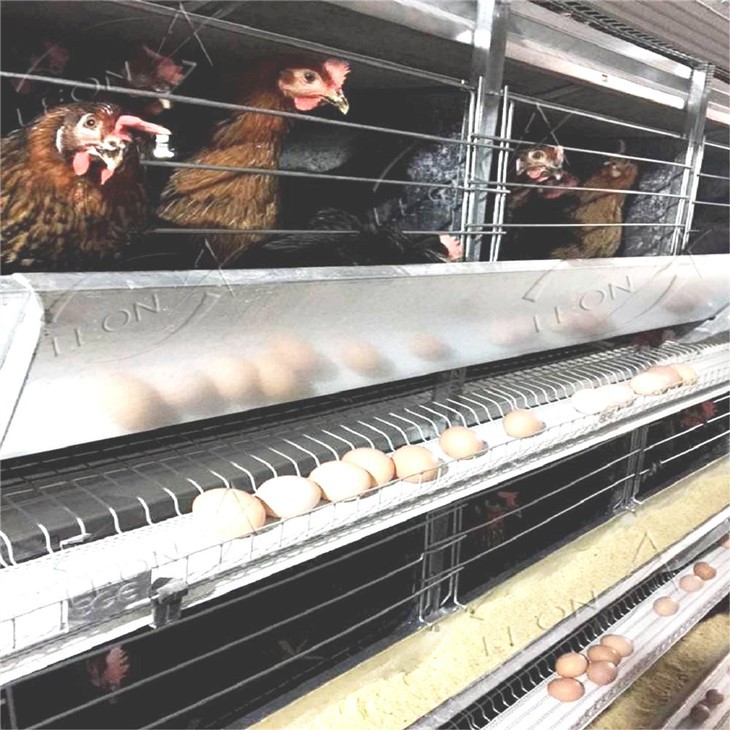 H Type Poultry Cages For Layer Chickens